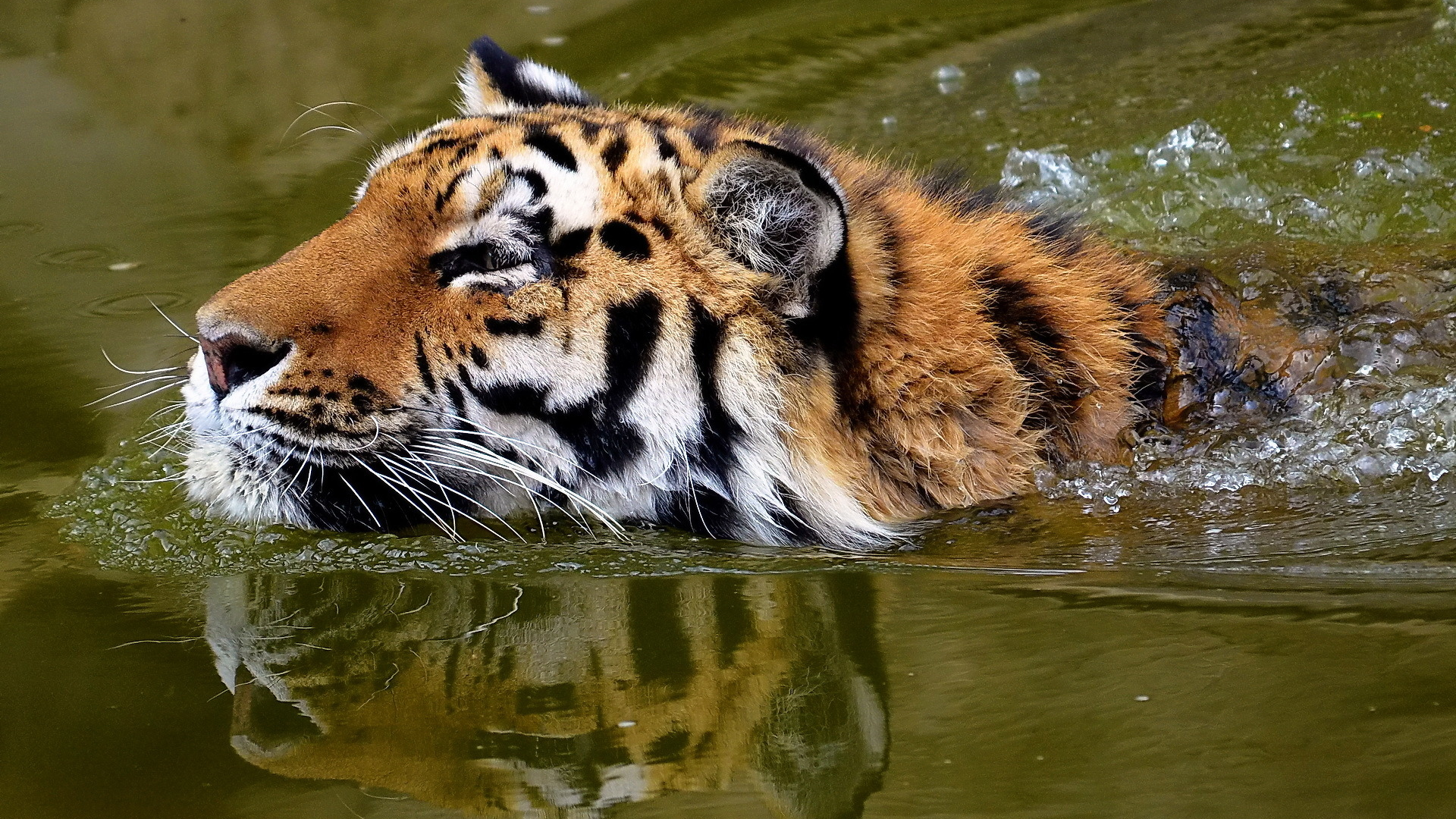 Фото тигр плывет