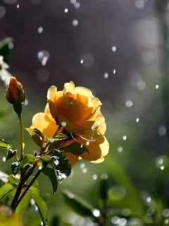 боке, Цветы, розы, макро, природа, зелень