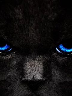 взгляд, кошка, Кот, черный, глаза