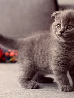 котенок, взгляд, стоит, Кошка, серый, глаза