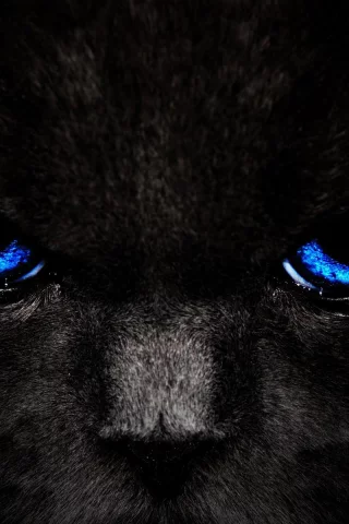 взгляд, кошка, Кот, черный, глаза