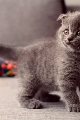 котенок, взгляд, стоит, Кошка, серый, глаза
