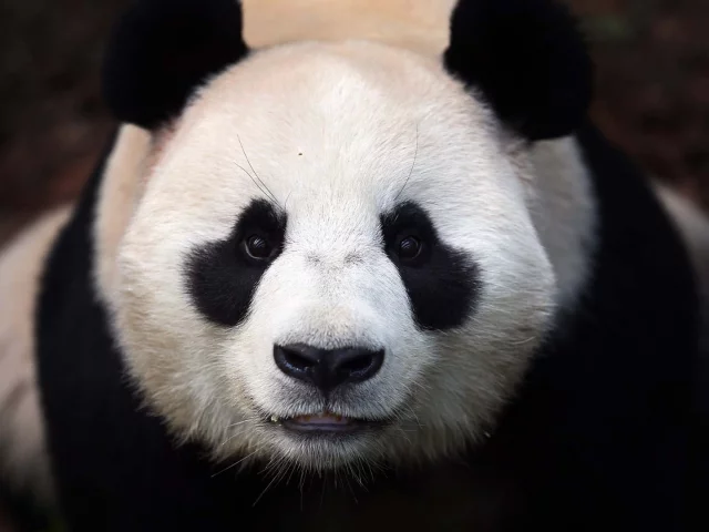 морда, Панда, медведь, panda