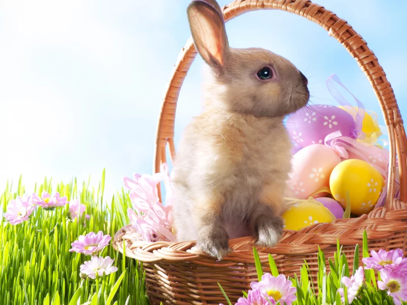 травы, цветы, яйца, пасха, праздники, Easter
