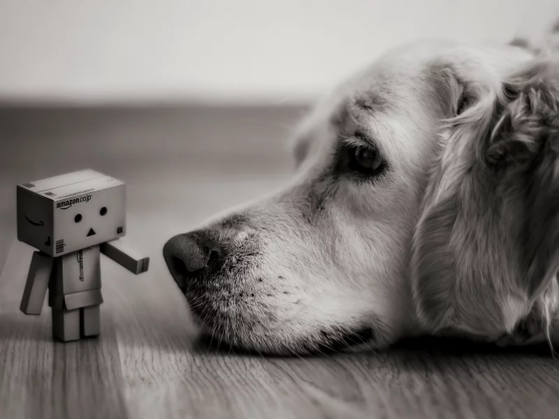 коробка, danbo, коробок, amazon, взгляд, Собака, лежит