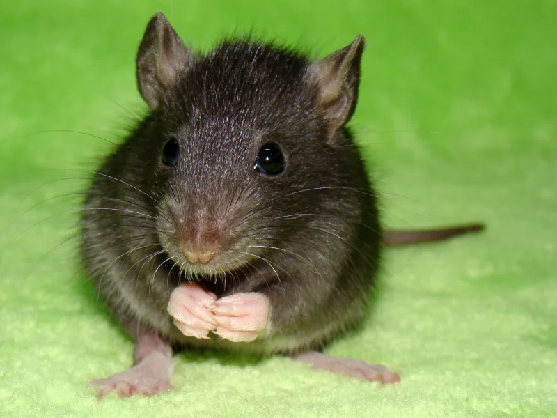 питомец, macro, крыса, питомцы, Макро, крысы, зеленый, rat