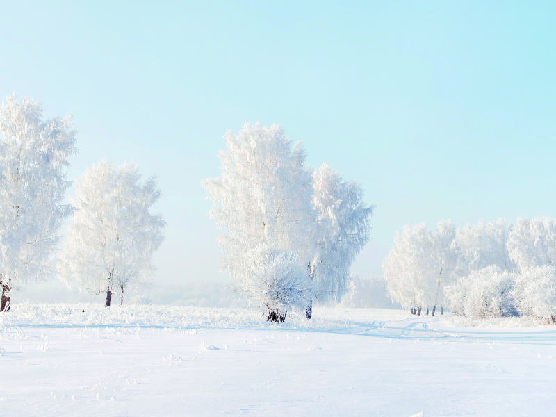 мороз, зима, Деревья, снег