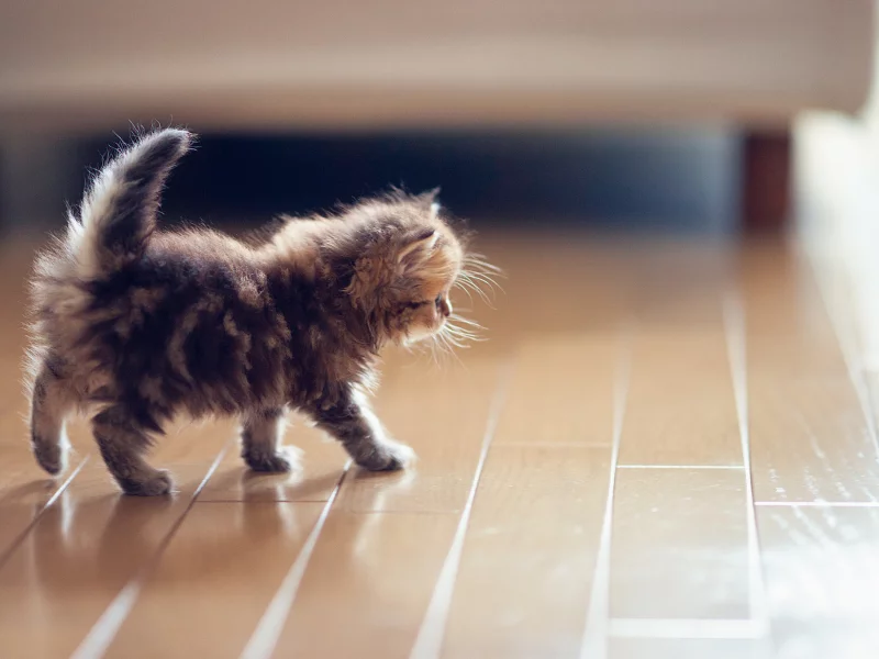 паркет, Daisy, пол, ben torode, benjamin torode, котенок, кошка