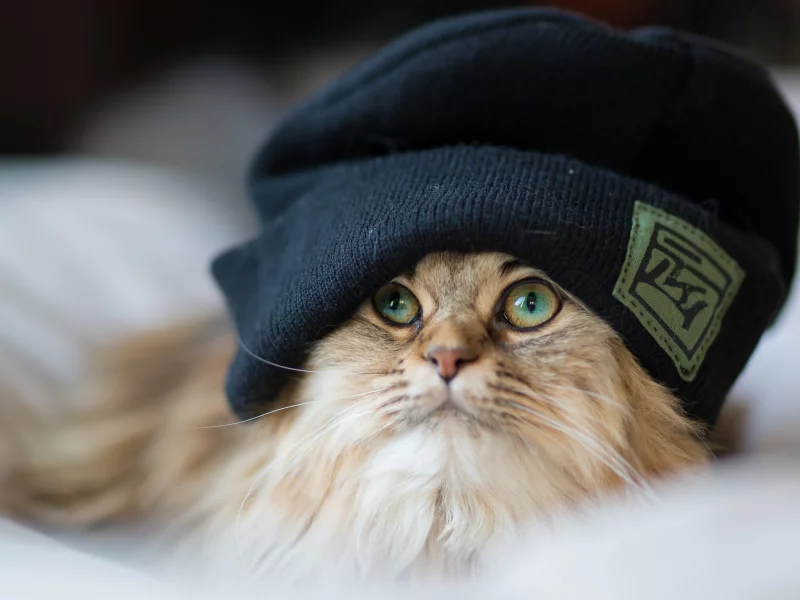 ben torode, шапка, кошка, пушистая, Daisy, benjamin torode