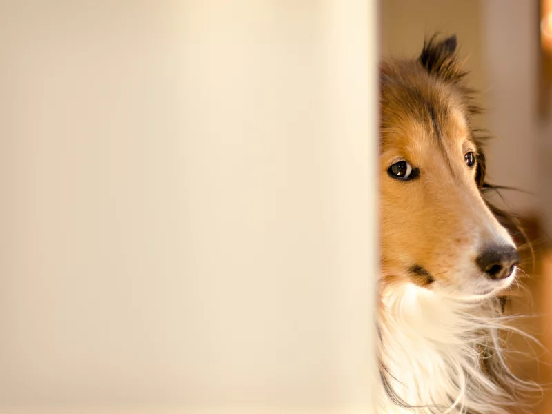 fergus, колли, kerfuffle~photography, Собака