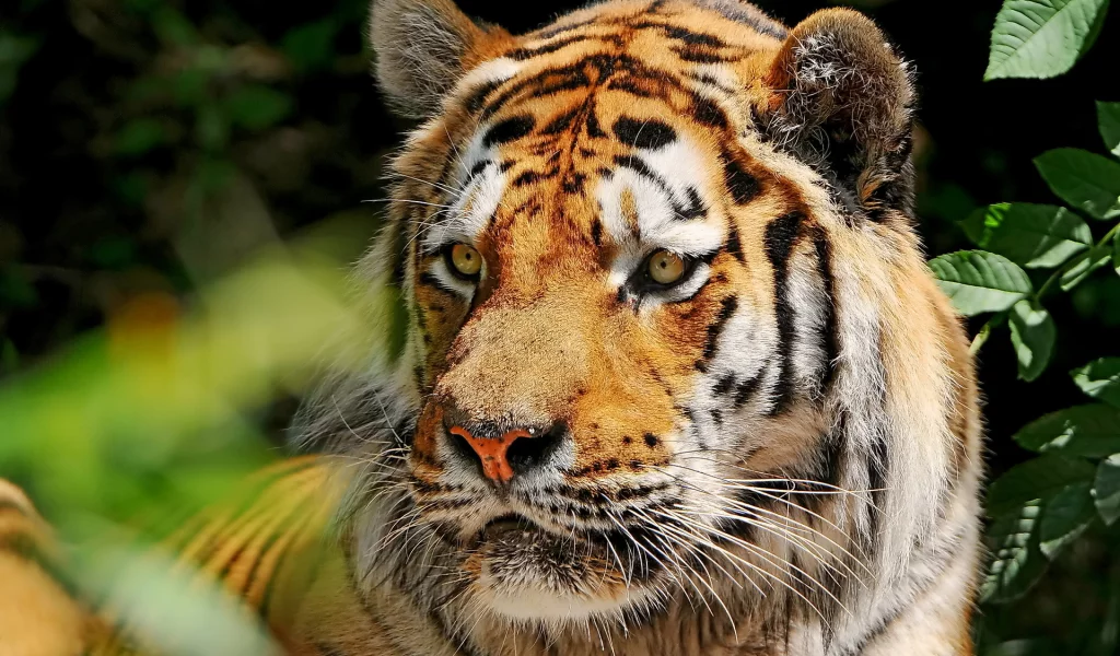 морда, усы, amur tiger, Тигр, взгляд, амурский