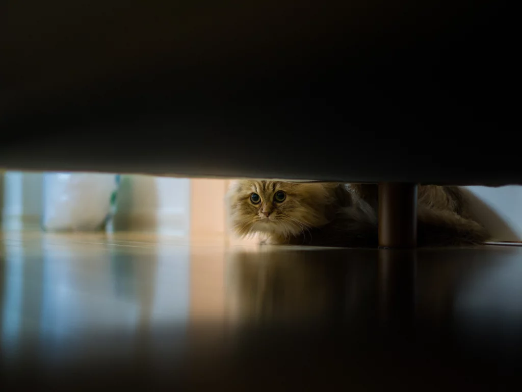кошка, диван, daisy, Benjamin torode, пол