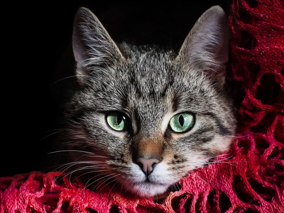 Кошка, полосатый, серый, кот, зеленые, морда, глаза