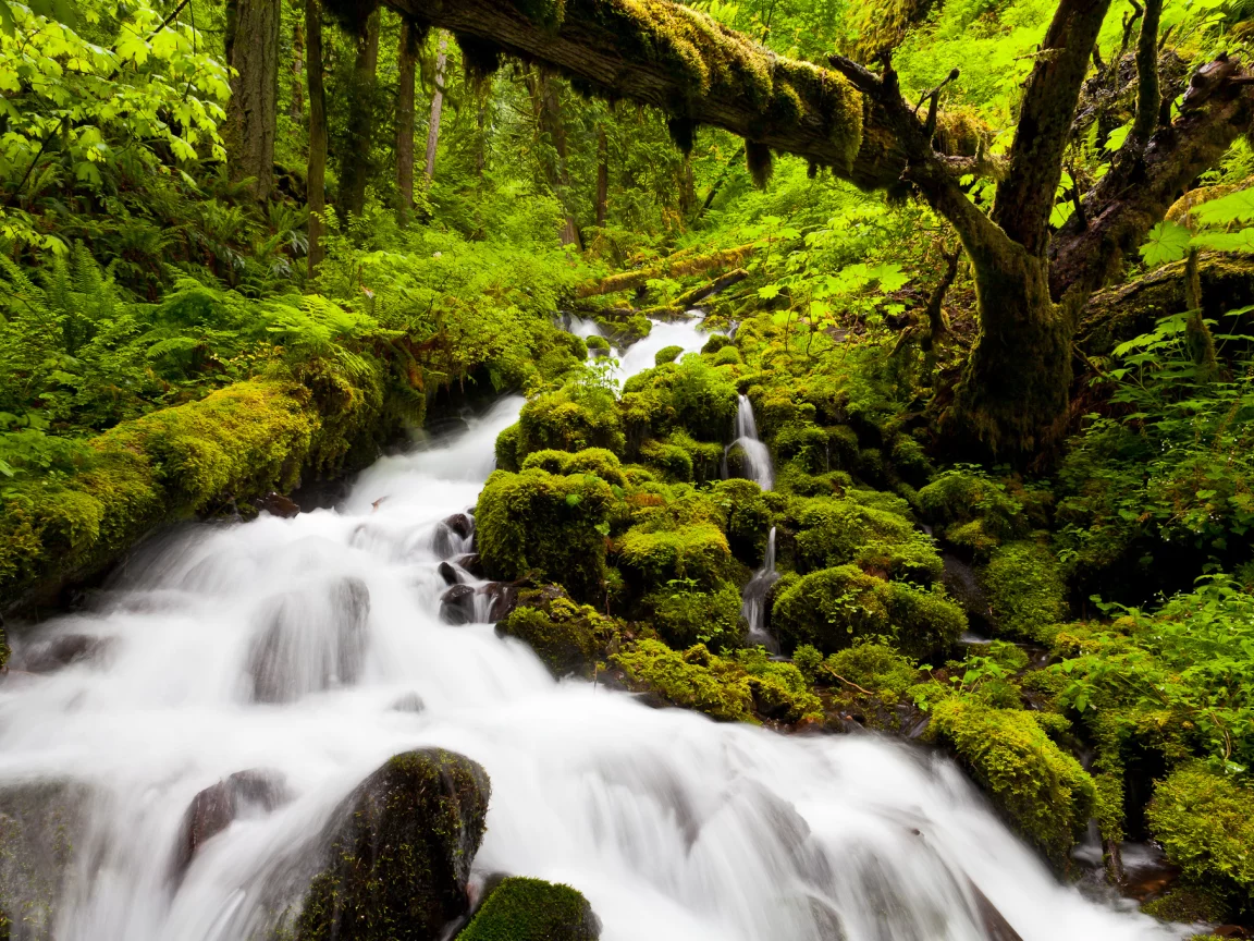 Природа, река, водопад, лес
