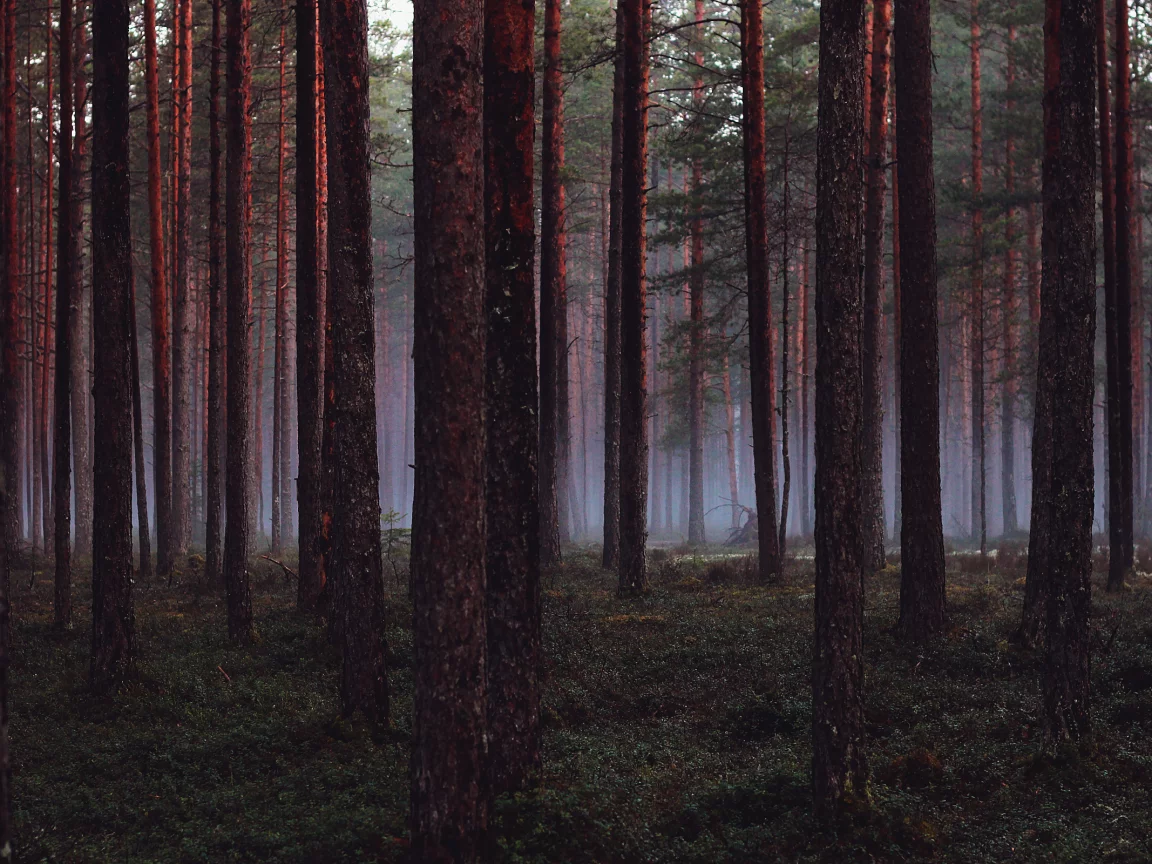деревья, Лес, wood