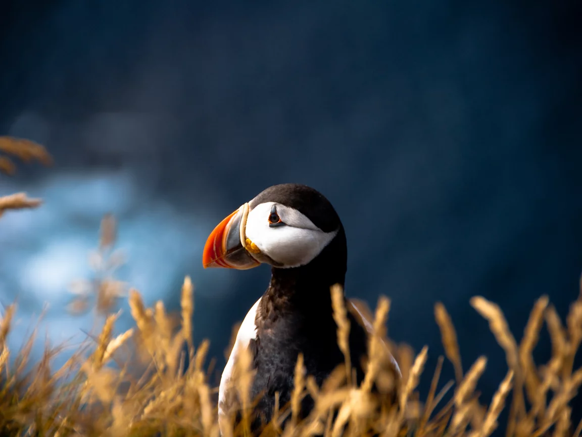 Птица, размытость, fratercula arctica, атлантический тупик, puffin