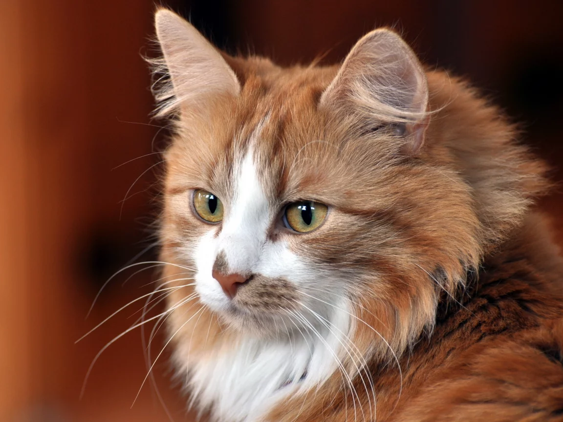 взгляд, Кошка, дом