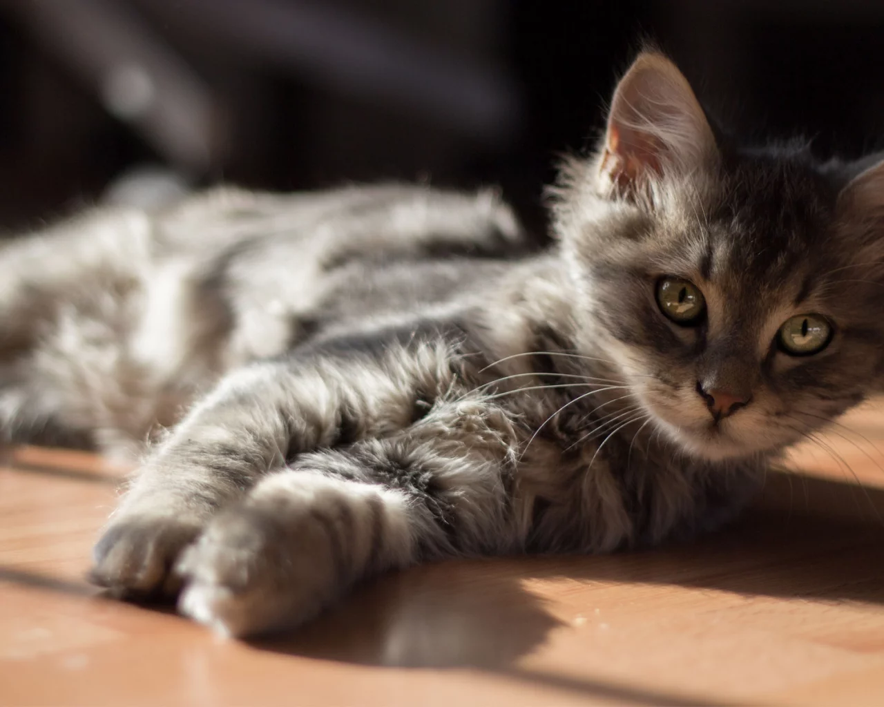 лежа, кот, пол, солнце, Котенок