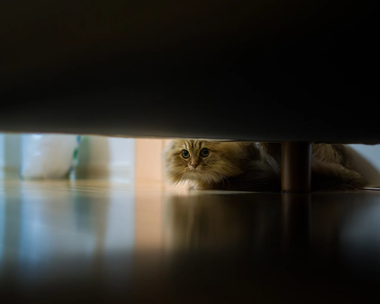 кошка, диван, daisy, Benjamin torode, пол