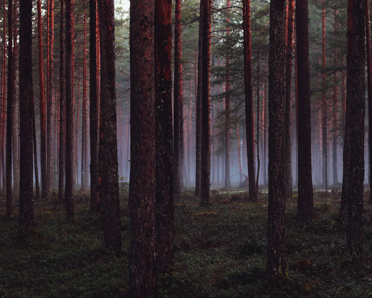 деревья, Лес, wood