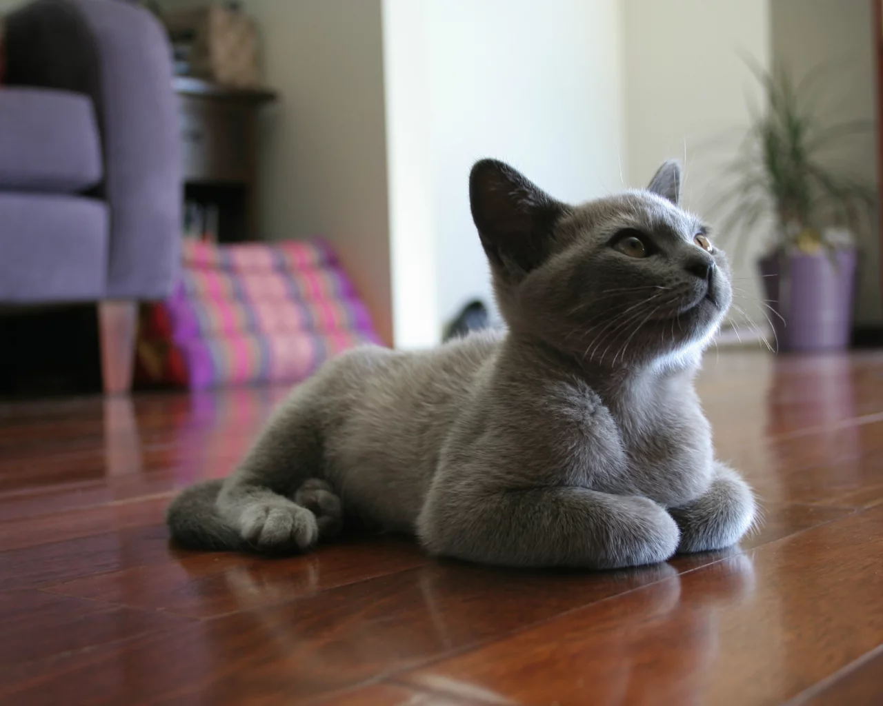 котенок, комната, лежит, на полу, Кот, мебель, серый