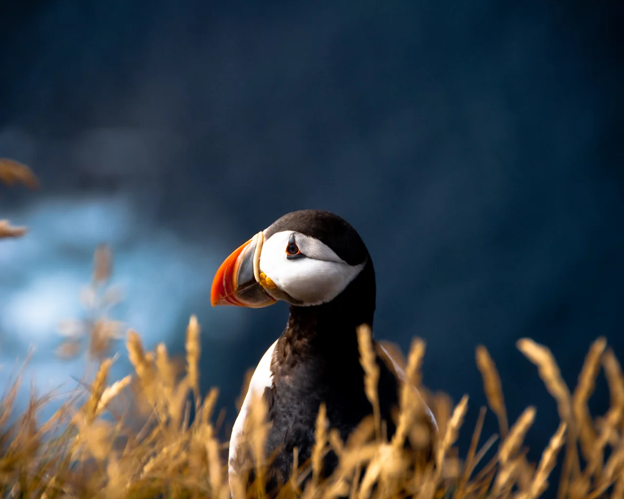 Птица, размытость, fratercula arctica, атлантический тупик, puffin