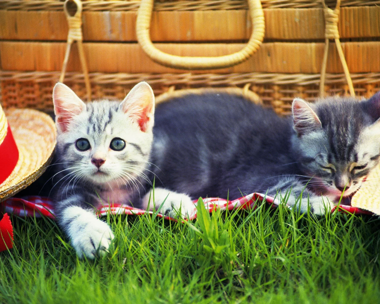 Cats, трава, шапка, котенок, picnic, grass, kitten, hat, пикник, кошки