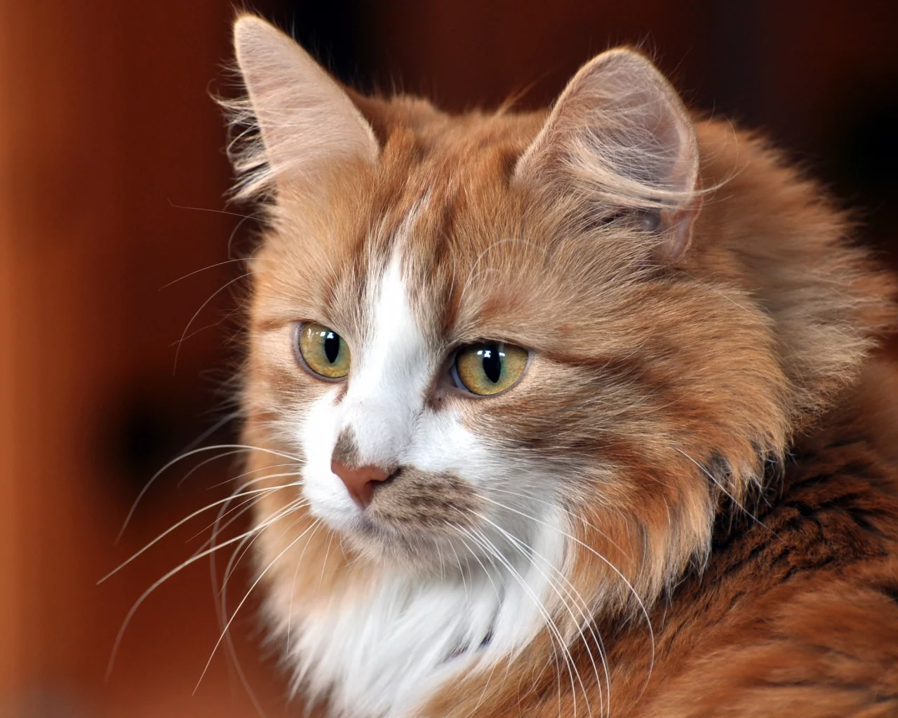 взгляд, Кошка, дом