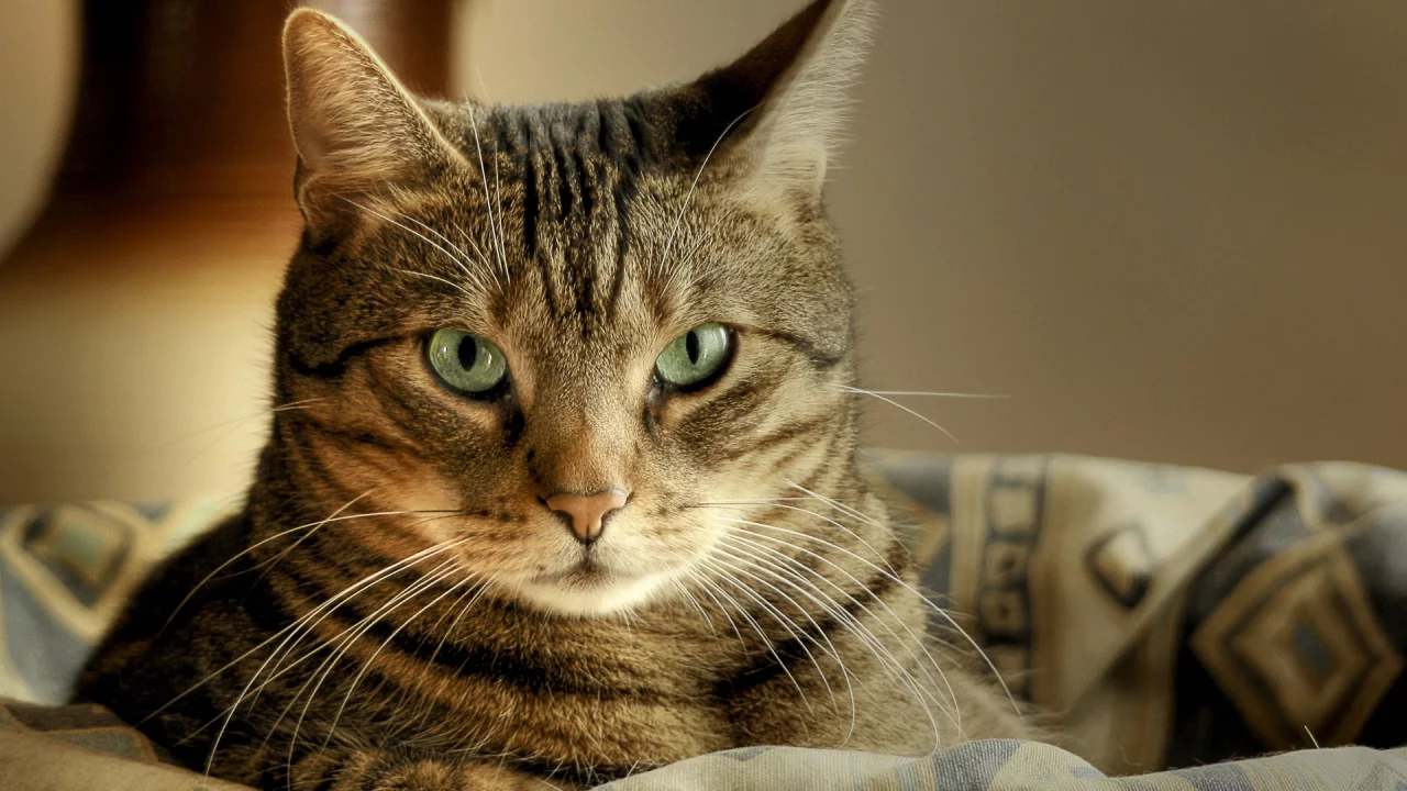лежит, кот, корзина, Cat, макро, зеленые глаза, macro, кошка