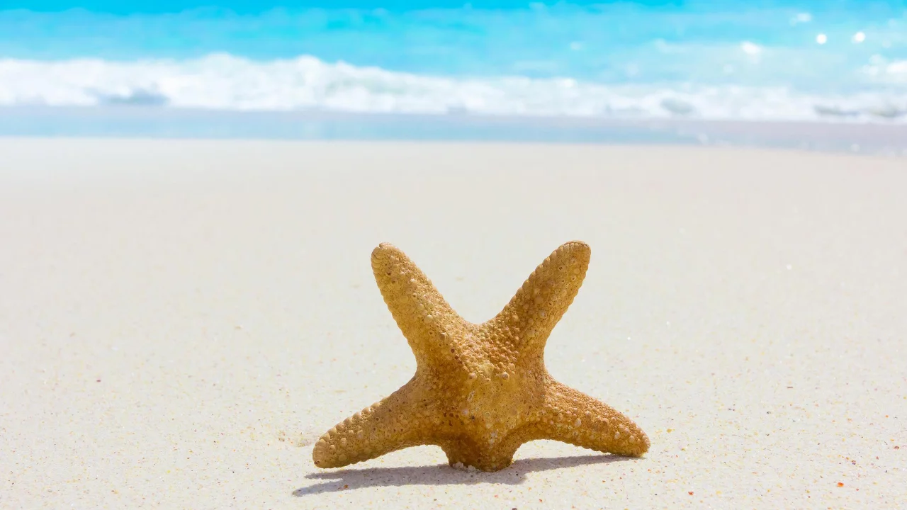 starfish, Nature, sea, sand, beach, summer, лето, природа, море, пляж
