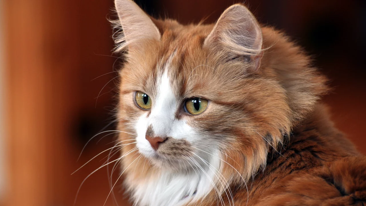 взгляд, Кошка, дом