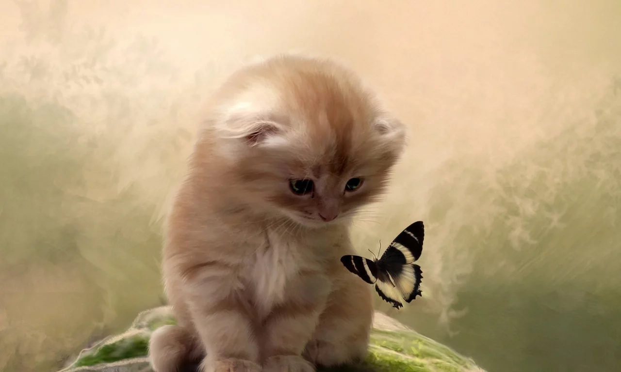 фон, бабочка, Кот, котенок, внимание
