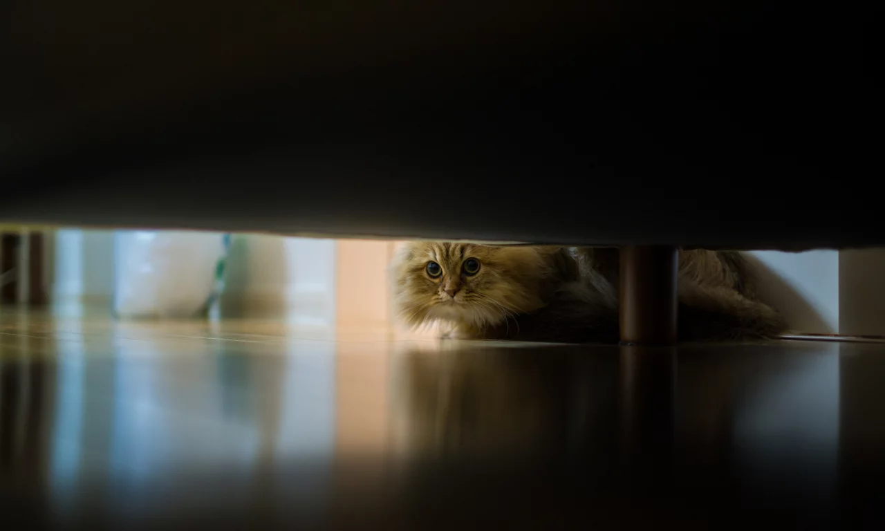 кошка, диван, daisy, Benjamin torode, пол