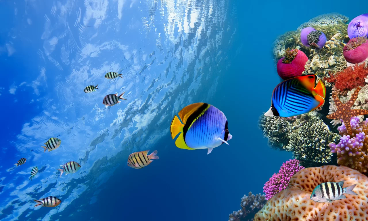 Underwater, коралл, море, од водой, рыба, sea, fish, coral, ocean, океан