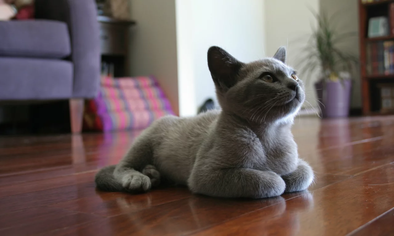котенок, комната, лежит, на полу, Кот, мебель, серый