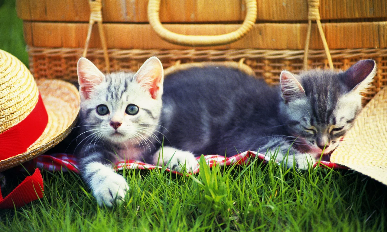 Cats, трава, шапка, котенок, picnic, grass, kitten, hat, пикник, кошки