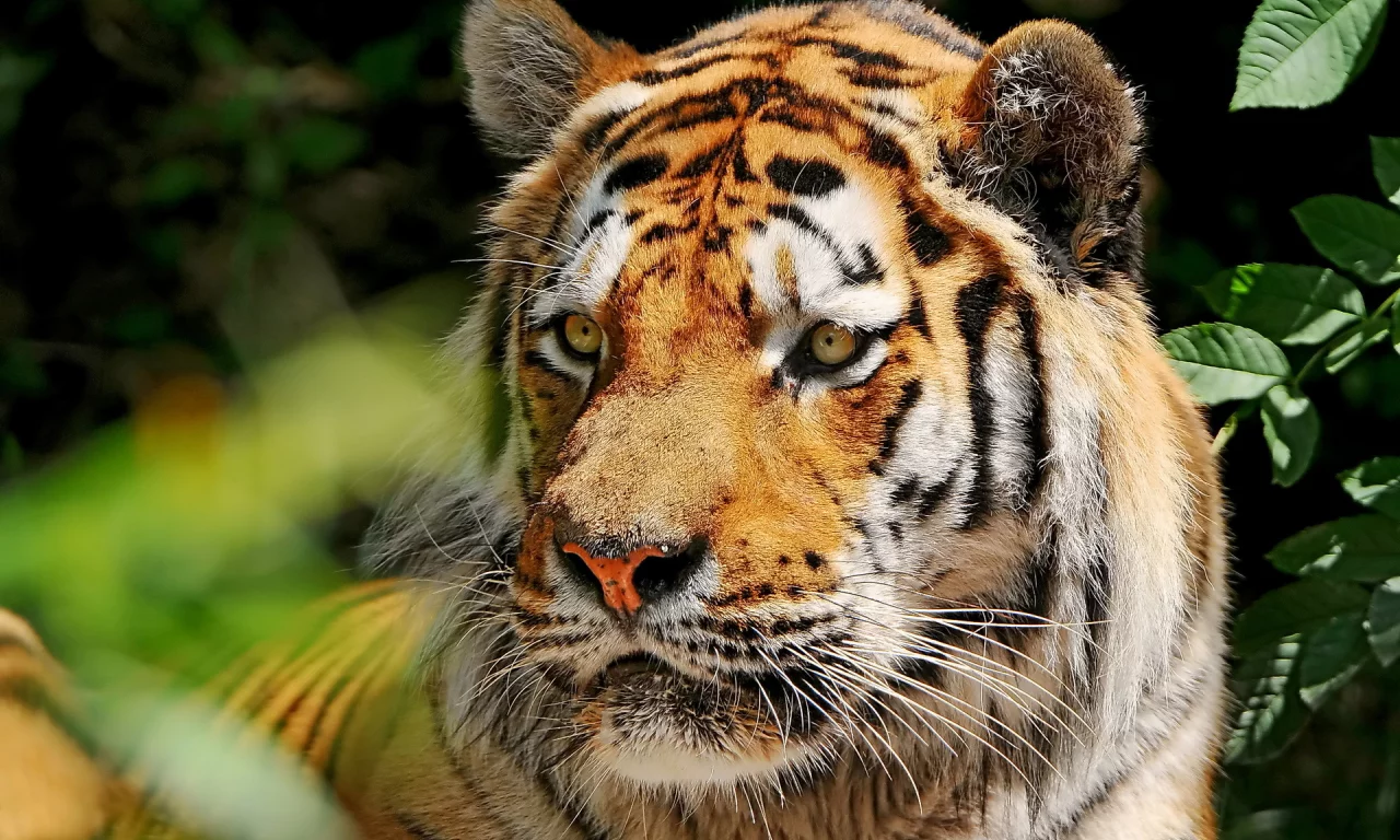 морда, усы, amur tiger, Тигр, взгляд, амурский