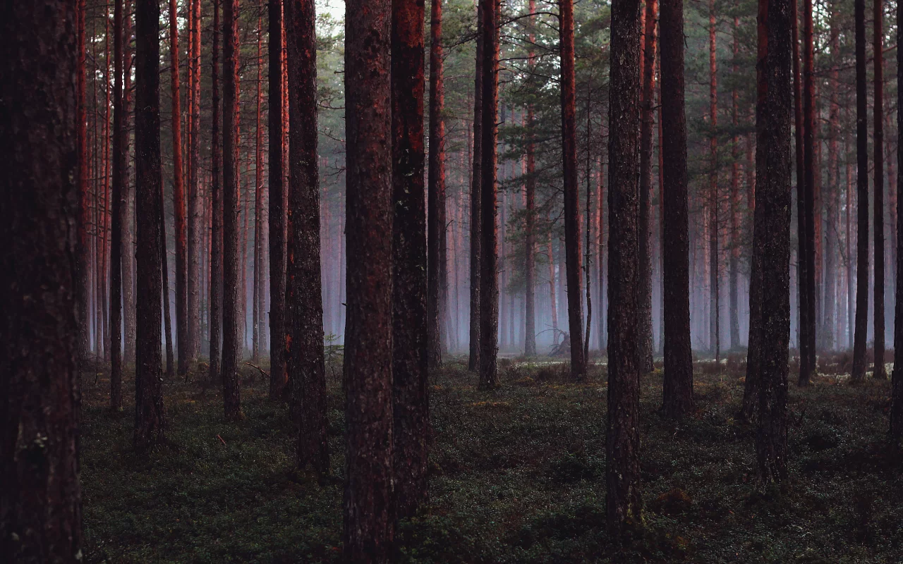 деревья, Лес, wood