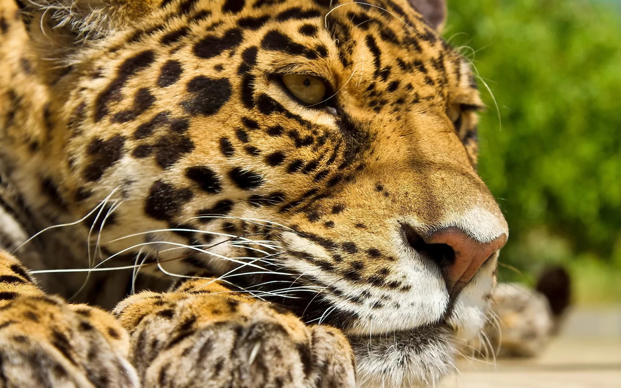 ягуар, лапы, усы, морда, отдых, Panthera onca