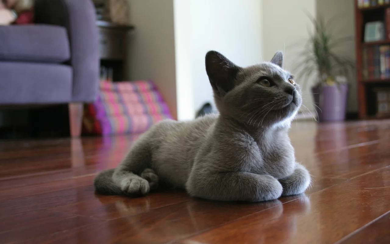 котенок, комната, лежит, на полу, Кот, мебель, серый