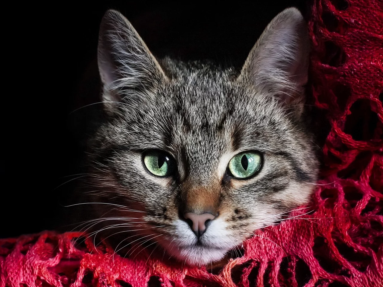 Кошка, полосатый, серый, кот, зеленые, морда, глаза