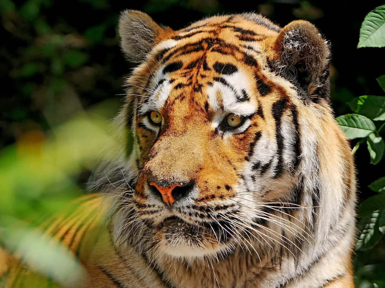 морда, усы, amur tiger, Тигр, взгляд, амурский