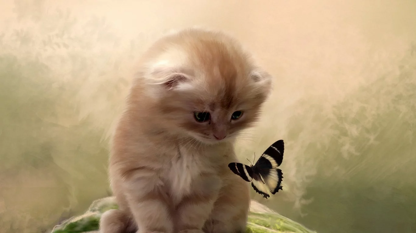 фон, бабочка, Кот, котенок, внимание