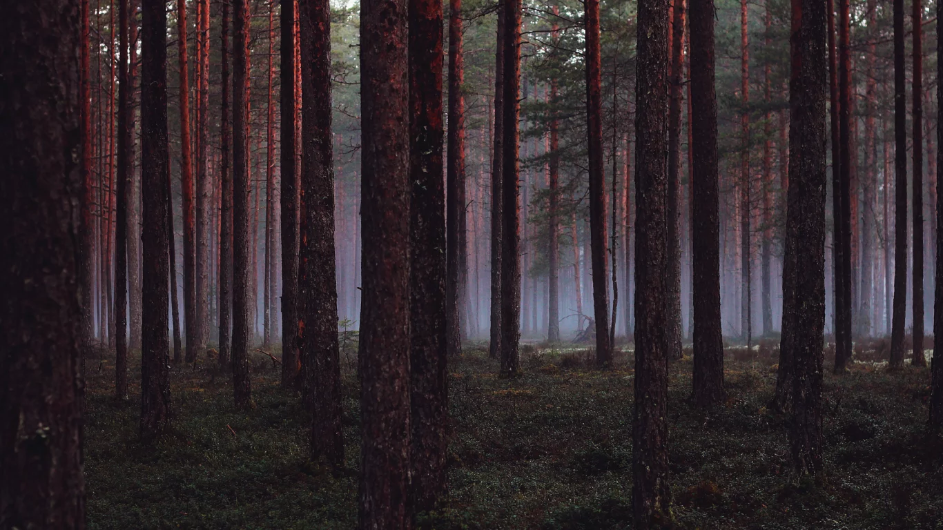 деревья, Лес, wood