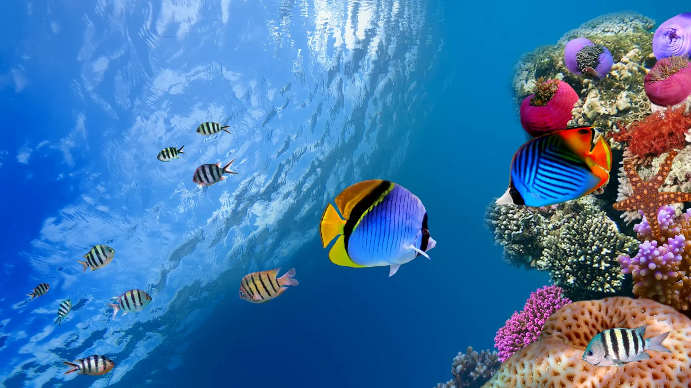 Underwater, коралл, море, од водой, рыба, sea, fish, coral, ocean, океан