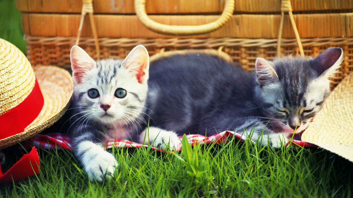 Cats, трава, шапка, котенок, picnic, grass, kitten, hat, пикник, кошки