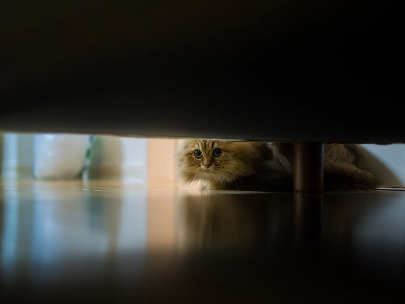 кошка, диван, daisy, Benjamin torode, пол