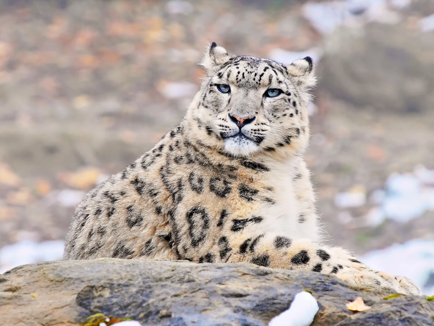 snow leopard, Снежный барс, uncia uncia, взгляд, ирбис, морда