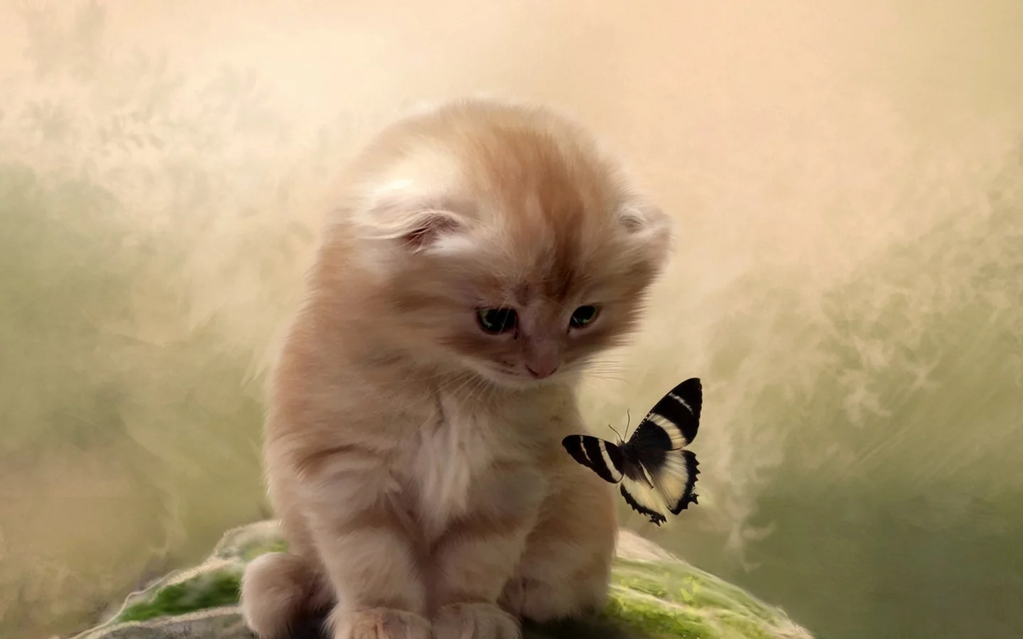 фон, бабочка, Кот, котенок, внимание