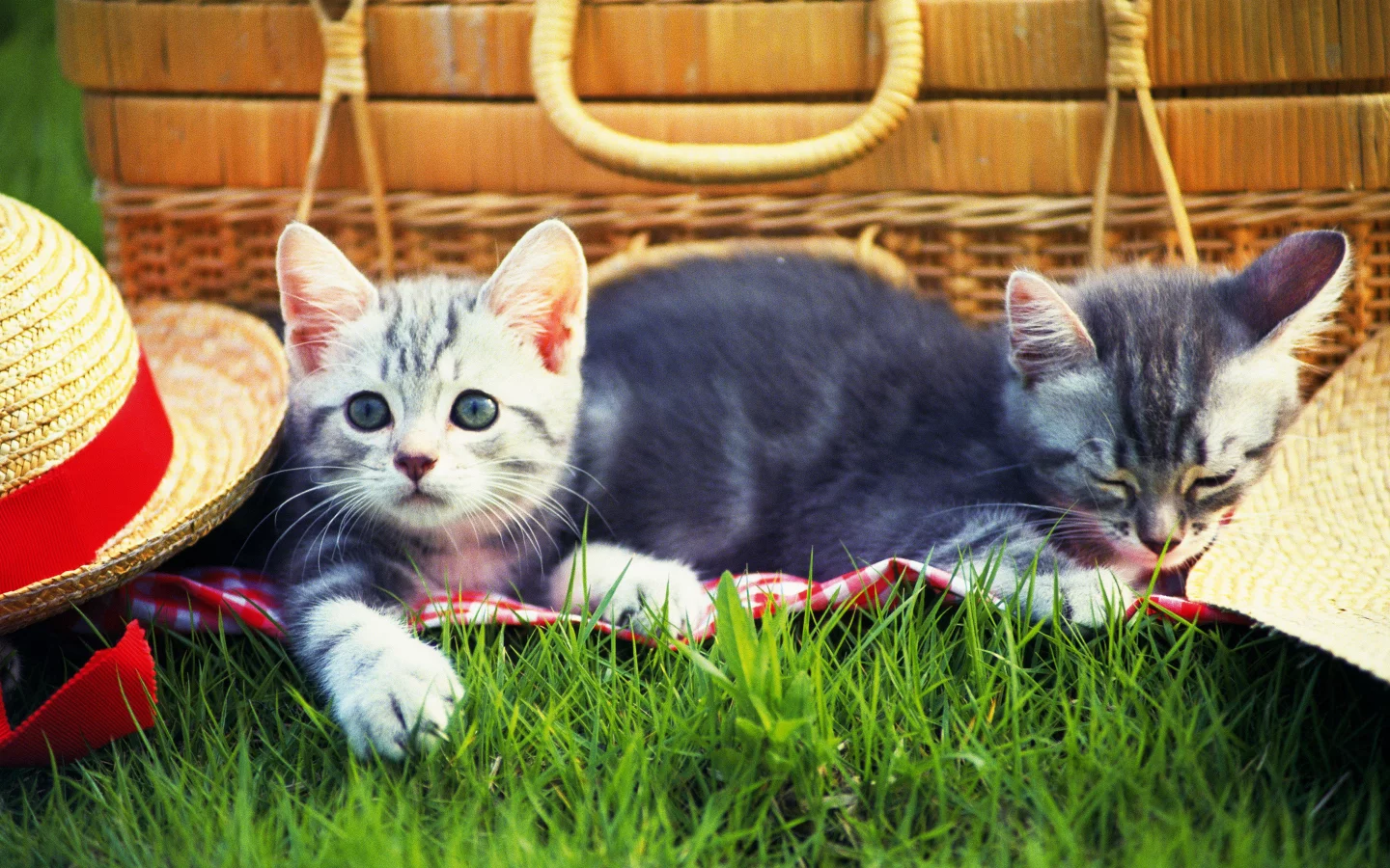 Cats, трава, шапка, котенок, picnic, grass, kitten, hat, пикник, кошки